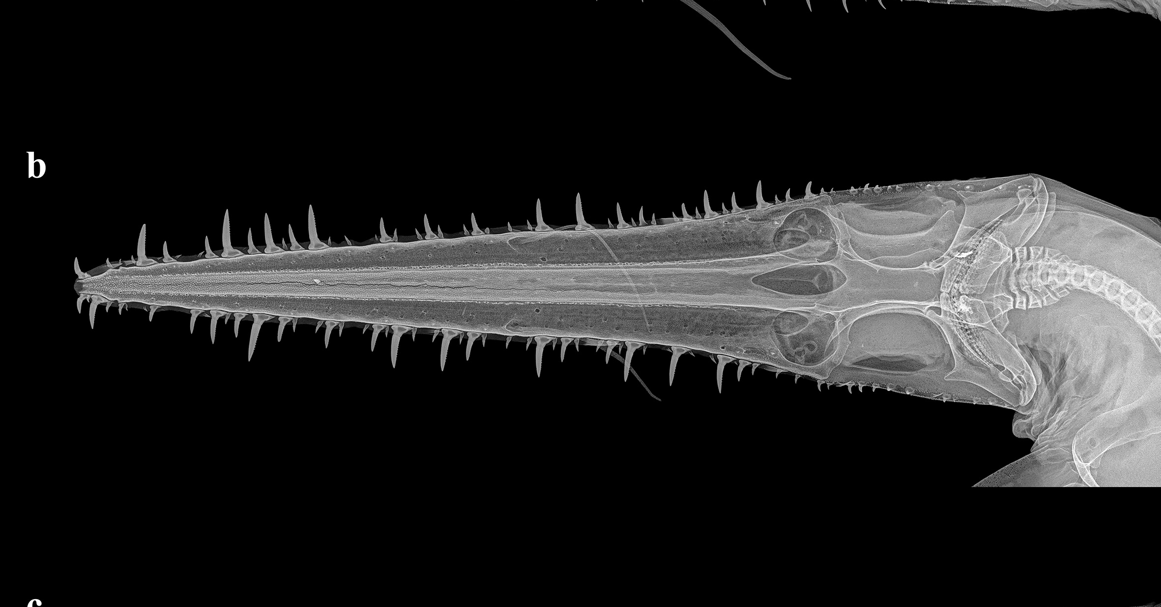 Radiograph of new shark