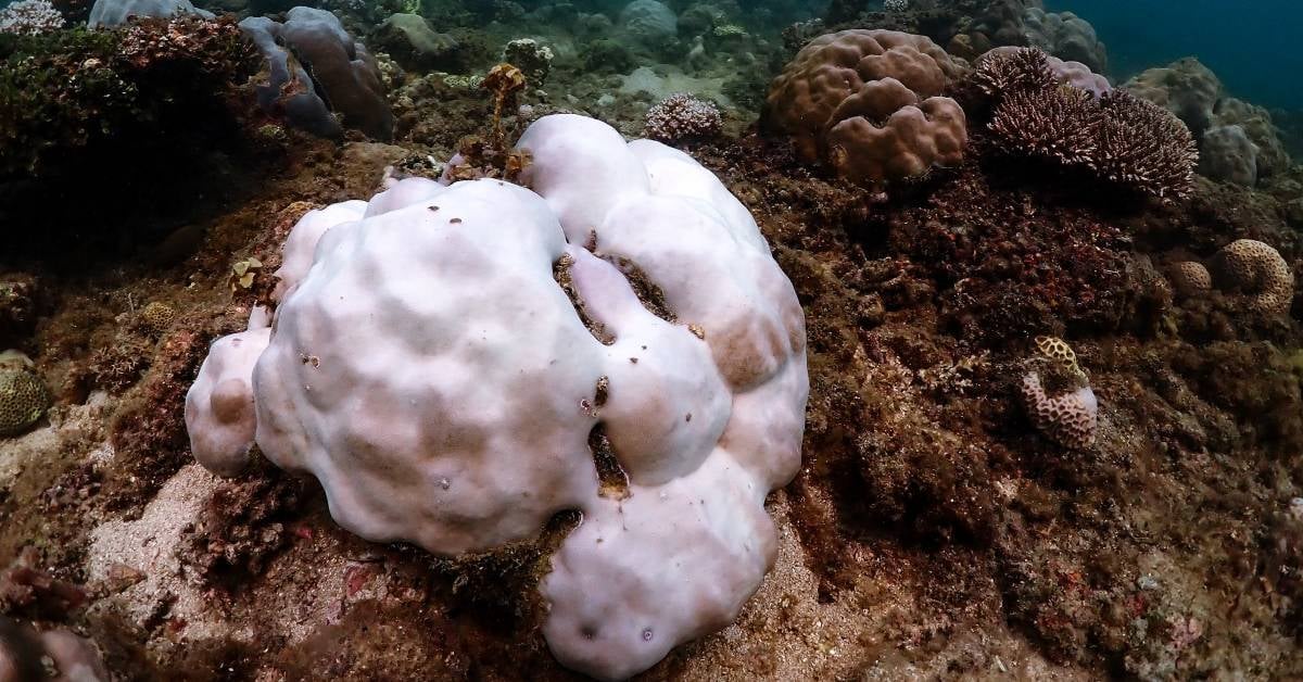 Bleached corals on a Pacific reef during the 2023 marine heatwave that triggered the worlds 4th global mass coral bleaching event Credit. Liam Lachs