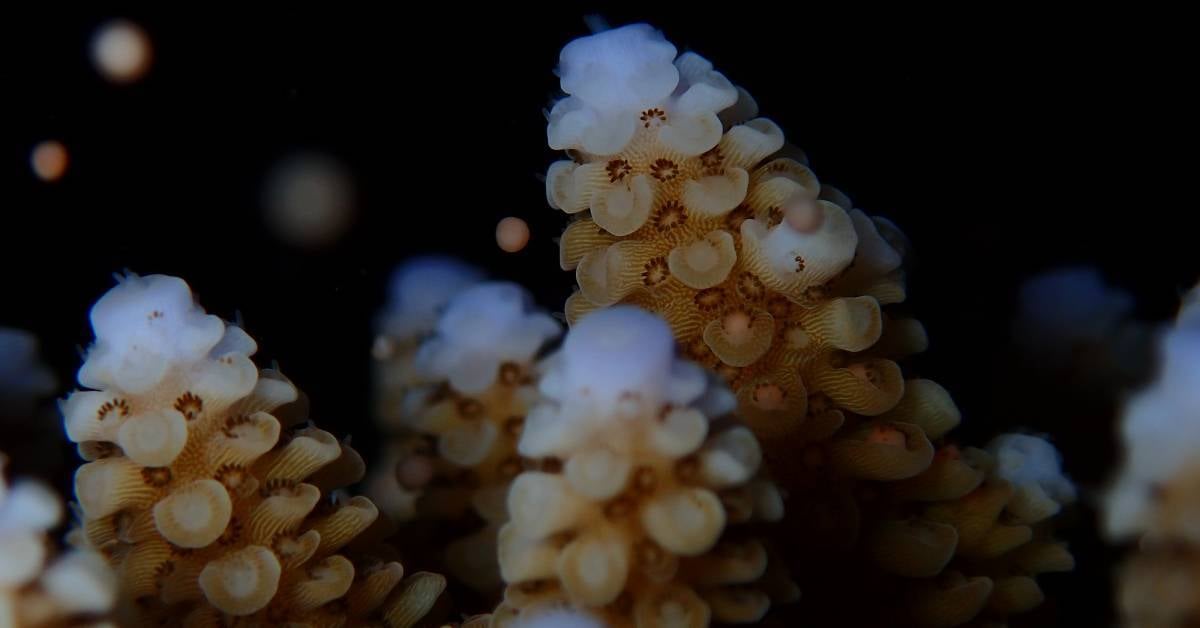 Corals selectively bred for heat tolerance were reared to reproductive maturity and shown spawning here as they release egg sperm bundles into the water column. Credit. Liam Lachs