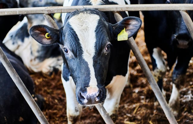 A piebald cow looks into the camera.