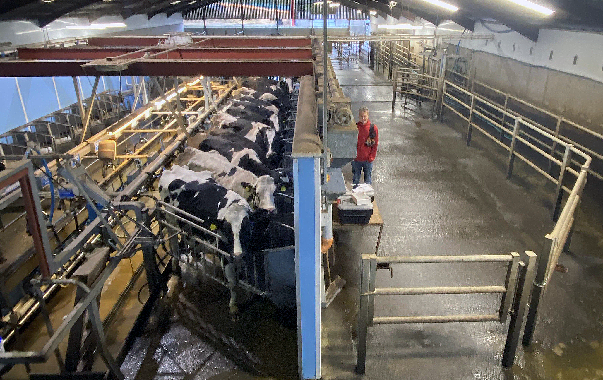 A column of cows at Nafferton Farm with Professor Sam Wilson conducting research.