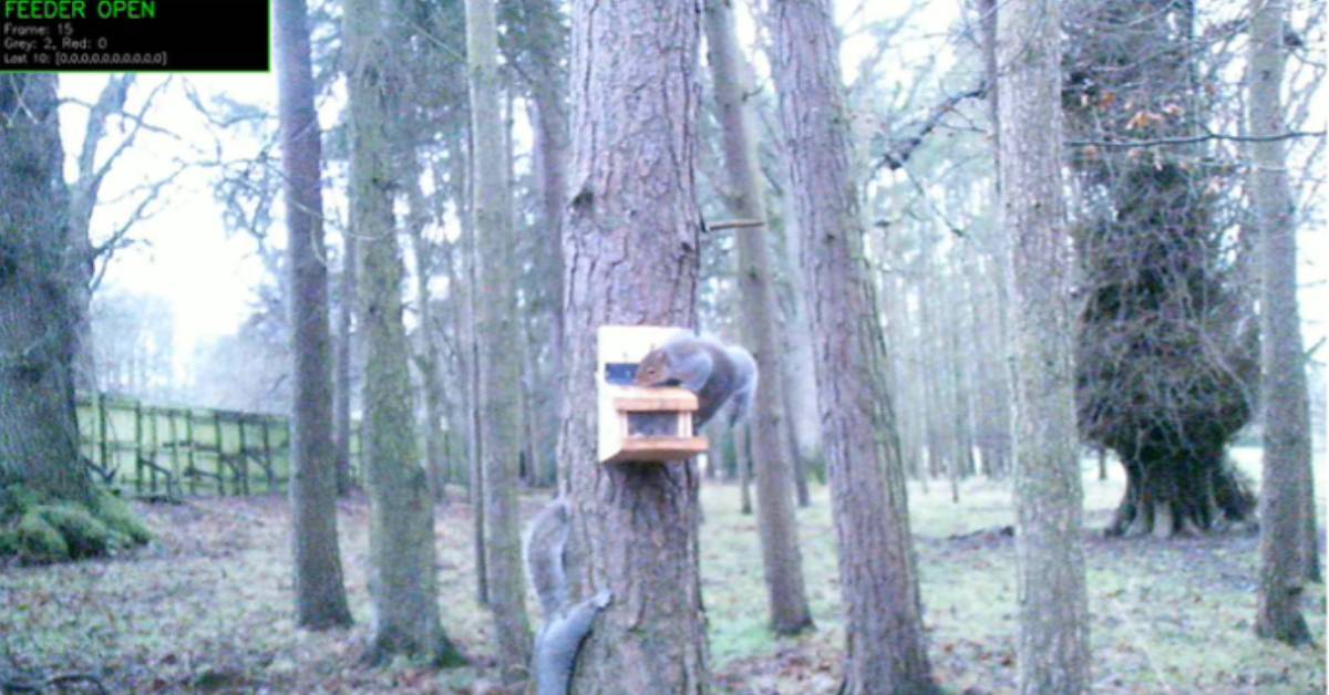 Image shows a grey squirrel feeding at the device