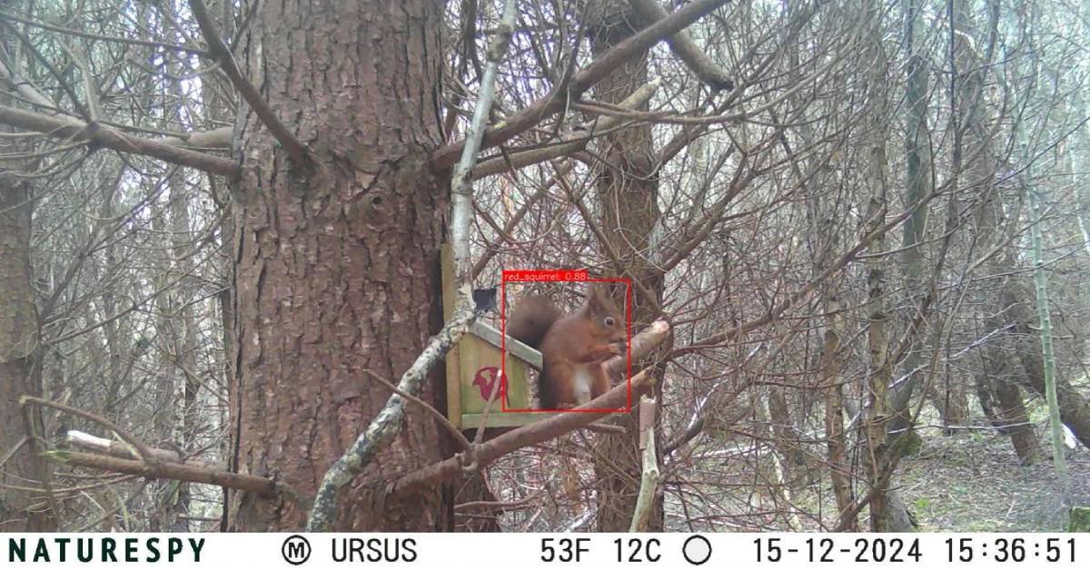 Image shows a red squirrel being detected by the technology