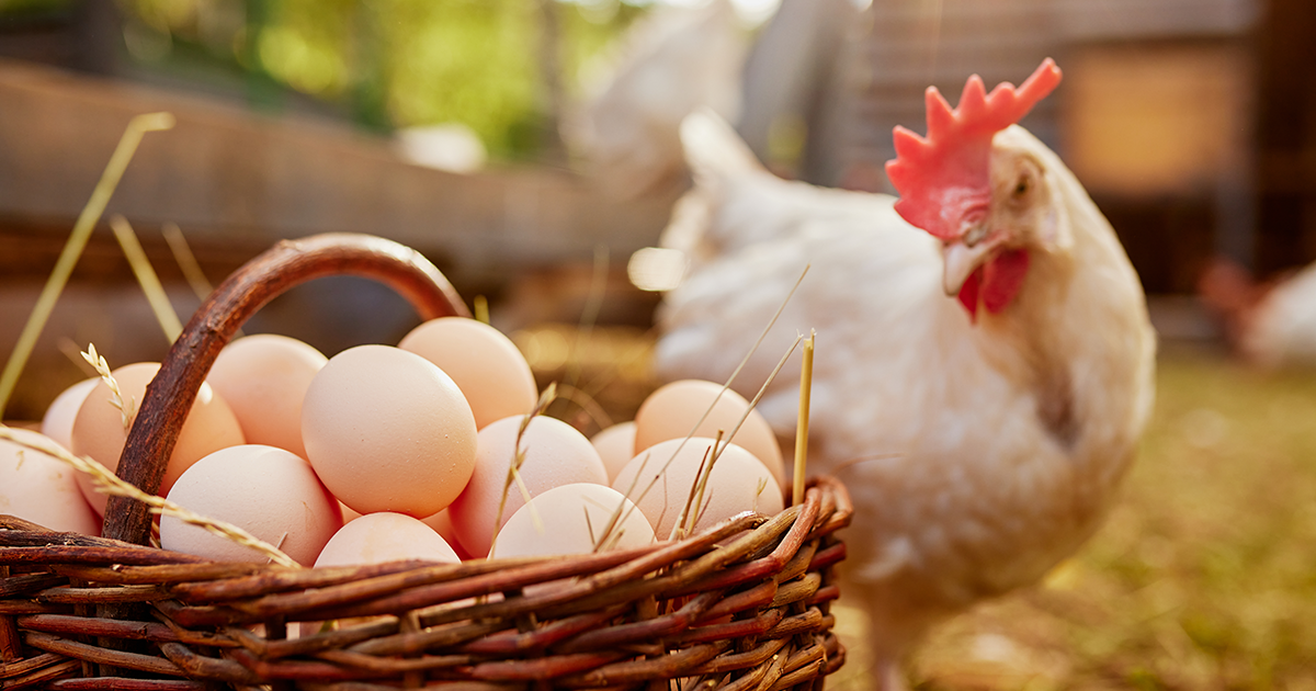 A white-feathered chicken inspects a basket full of eggs and hay in the foreground.