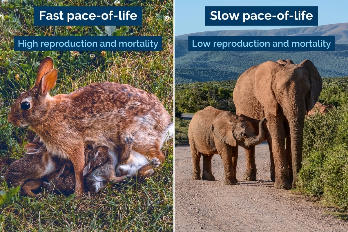 Fast and slow pace of life graphic