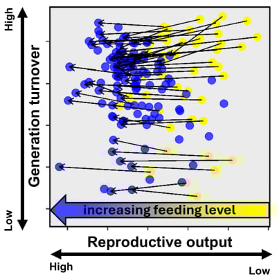 A graph displaying how the reproductive output of 117 elasmobranch species increases as feeding level also increases.