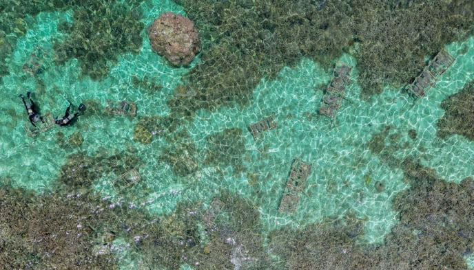 FromBlog_CoralBleaching_C01_GerardRicardo-1
