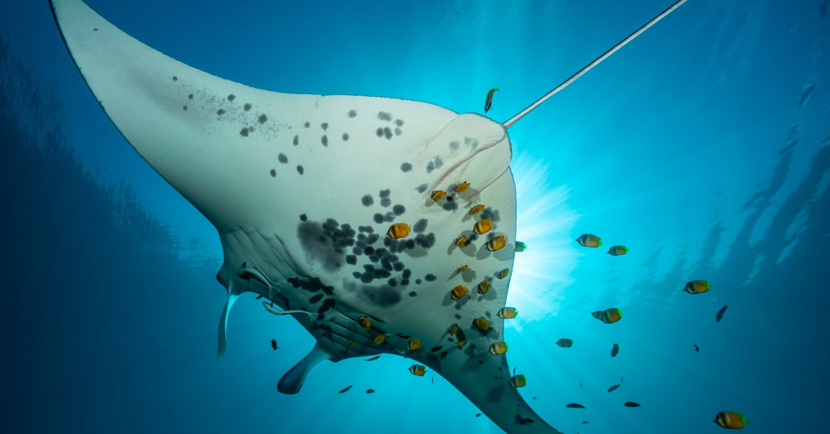 FromBlog_SharksSkatesRays_ReefMantaRay