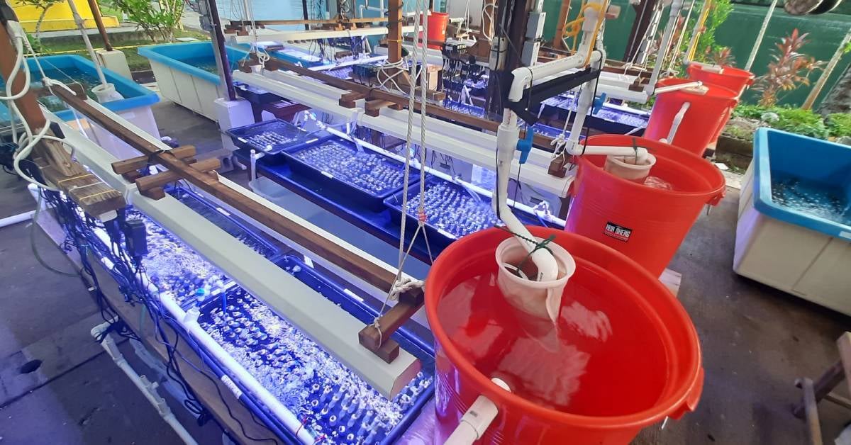 Heat stress experiment set up at the Palau International Coral Reef Center. Credit. Adriana Humanes