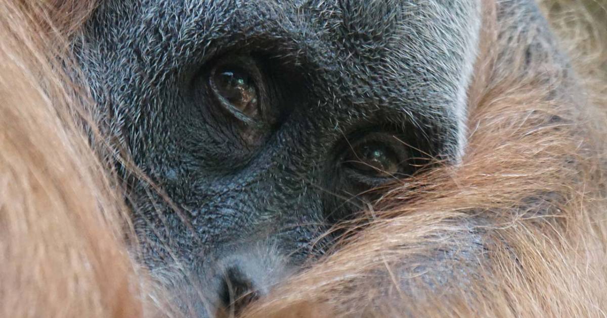 Image of orangutan.