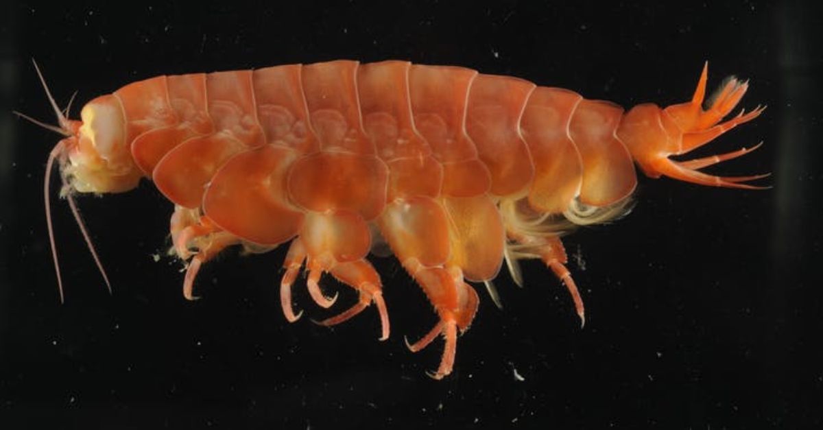 Image of New Giant Crustacean.