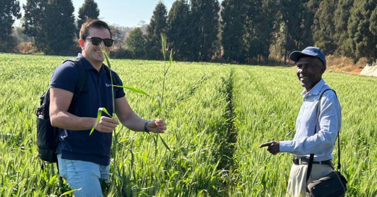 Crop Intellect's distributor Bancella inspecting a cereal crop treated with R-Leaf® in Zambia. The agronomy assessment found the extra nitrogen captured by R-Leaf supporting stronger growth and improved yield.