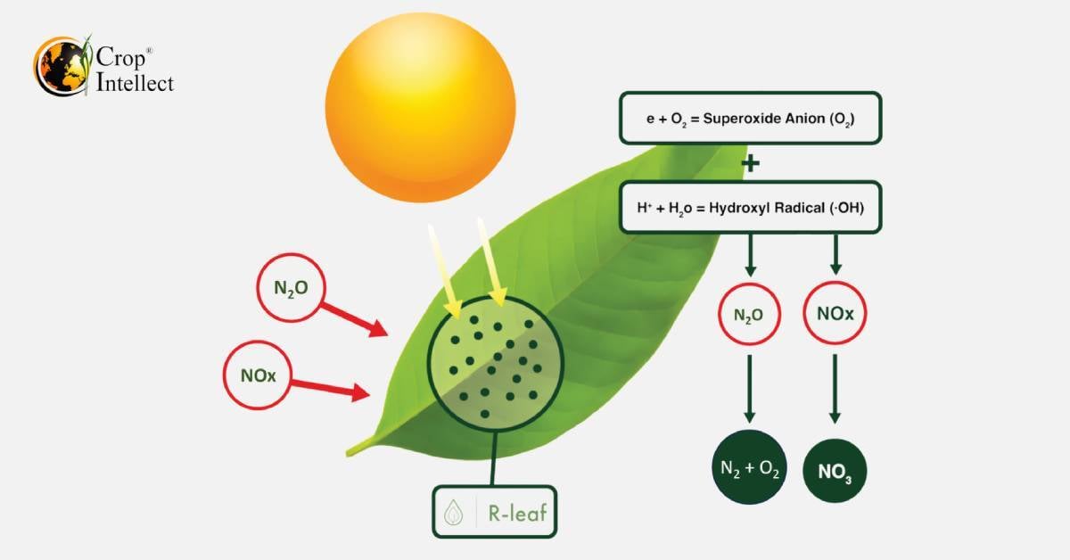 A diagram of how R-Leaf works