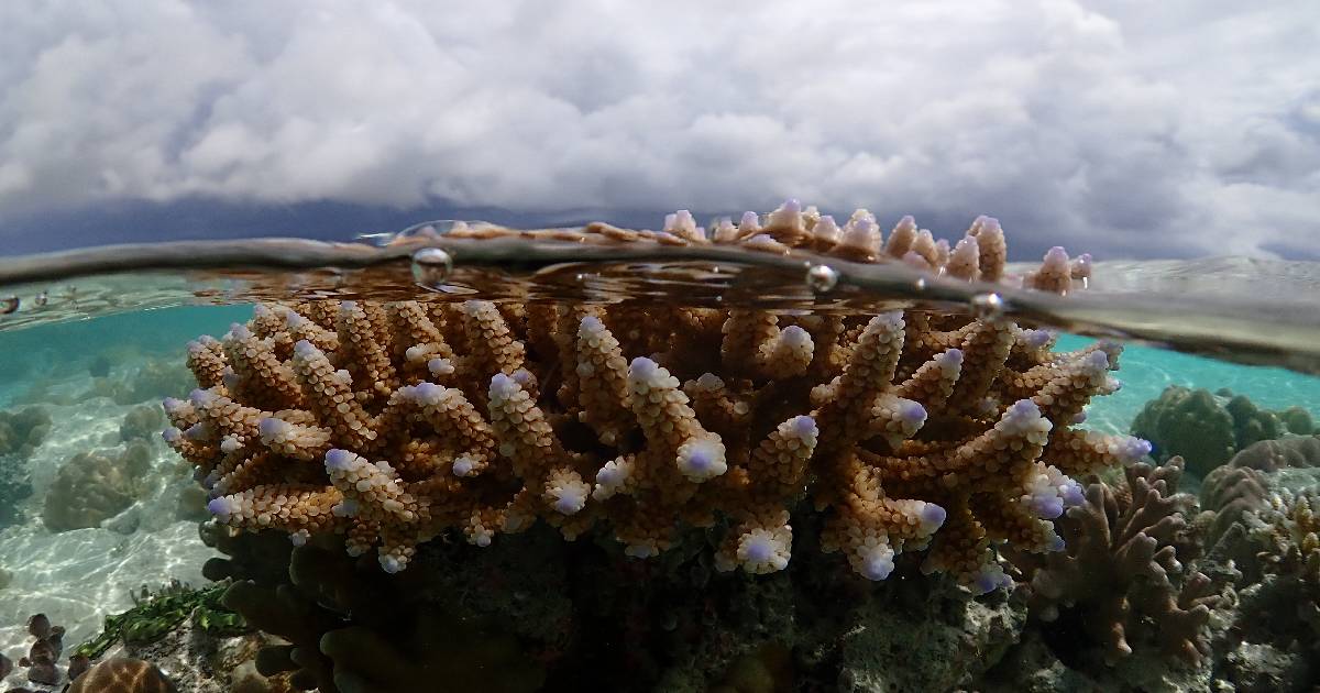 Coral bleaching image