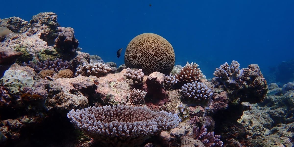 Coral reef in Pacific Ocean