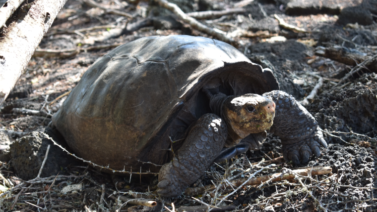 Fantastic Giant Tortoise 760 X 428