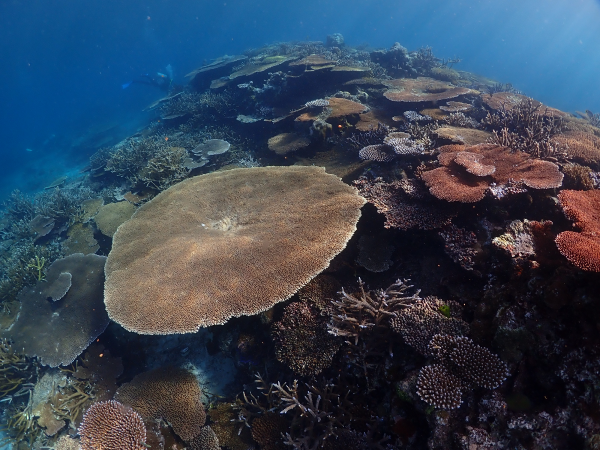 Palau coral reef 2 600px x 450px