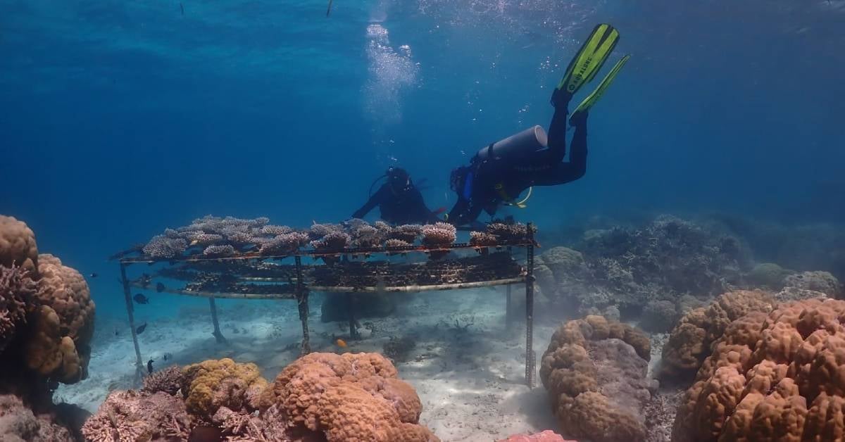 Researchers of the Coralassist Lab doing maintenance of the ocean nurseries were corals selectively bred for heat tolerance are reared in Palau. Credit. Lauren Piot-1