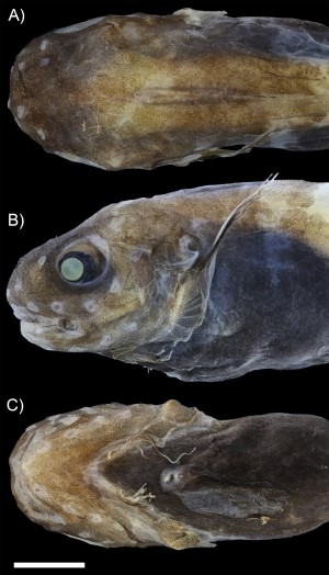 Snail fish portrait