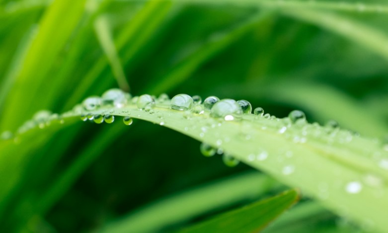 Water droplets sitting on a vibrant green blade of grass.