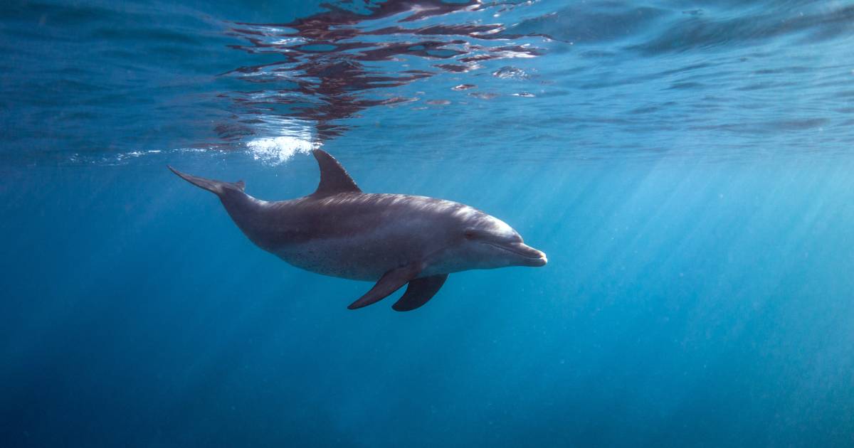 A dolphin swimming underwater in the ocean