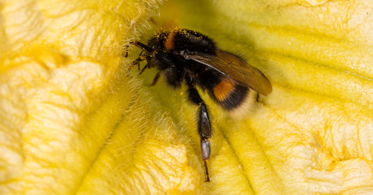 A buff-tailed bumblebee sits in the centre of a yellow flower.