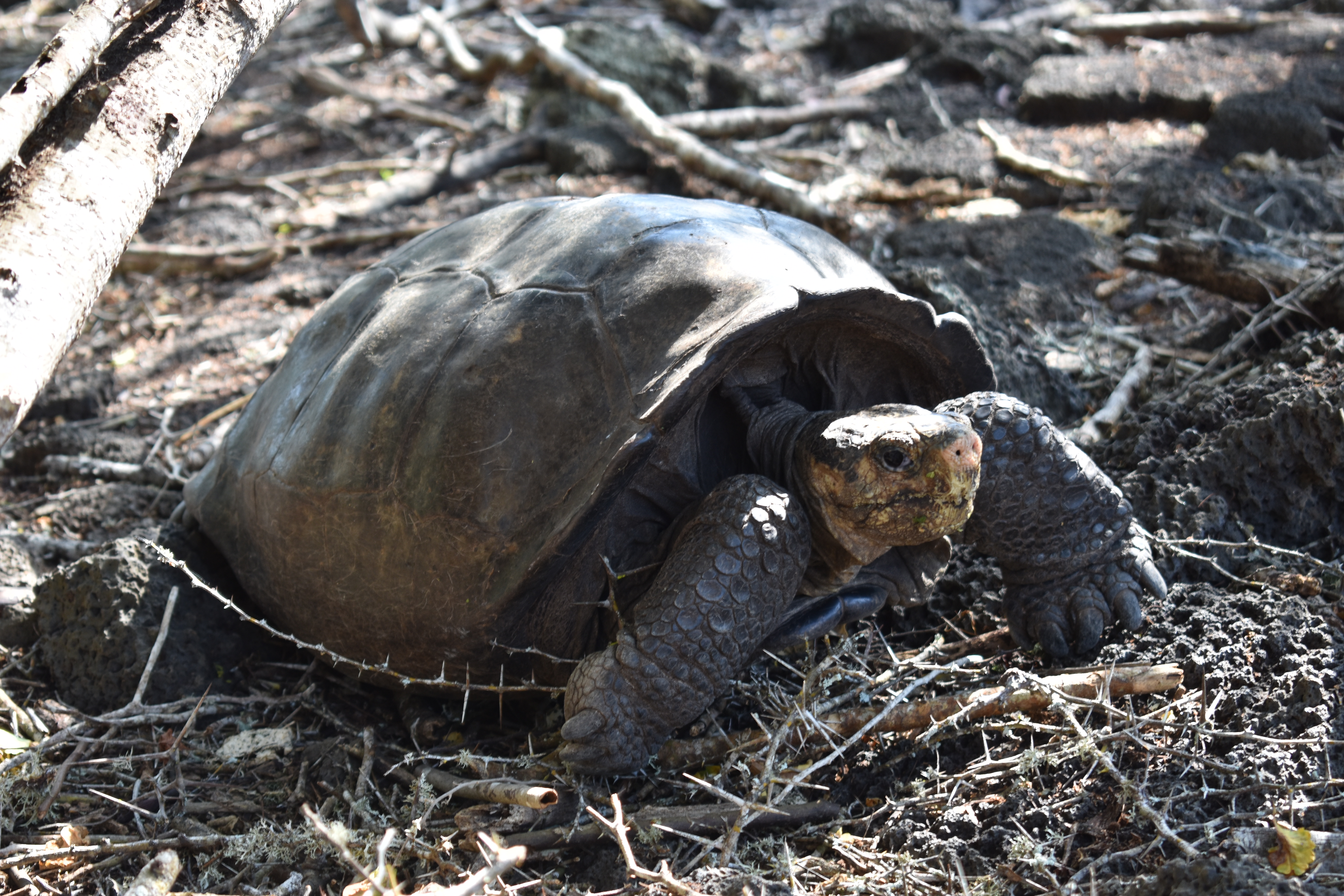 The Galapagos ‘Fantastic Giant Tortoise’ crawls across the forest floor