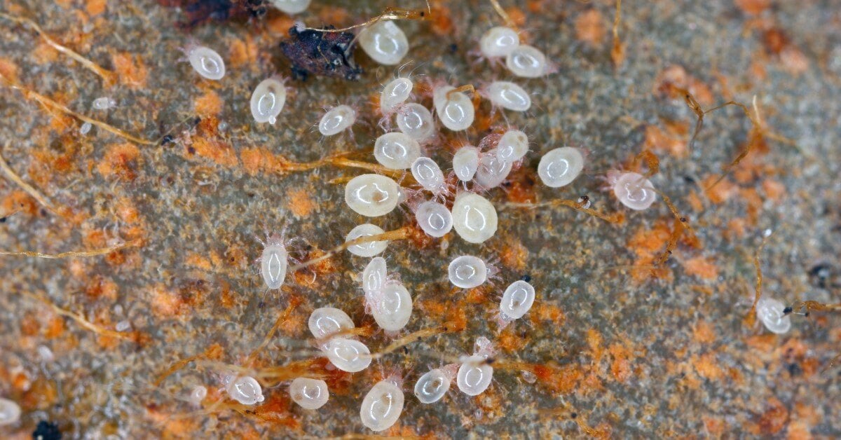 Bulb mites (Rhizoglyphus callae) secondary infestion on rotting diseased tulip bulbs