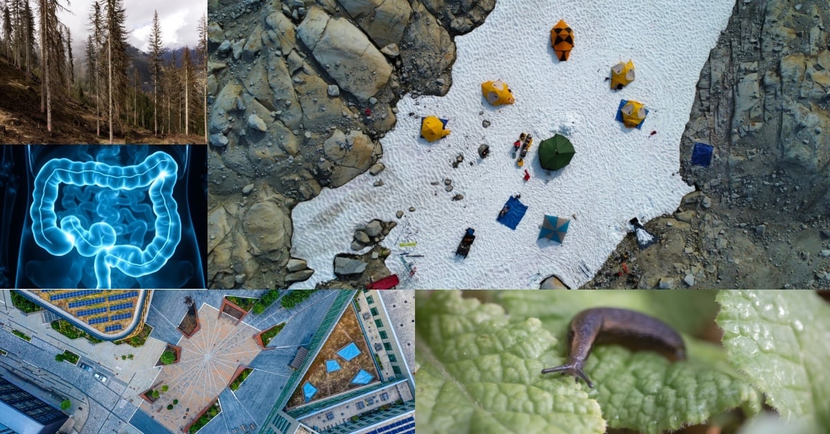 Collage of images including a shot of a glacier, a slug, a forest and the Helix site in Newcastle