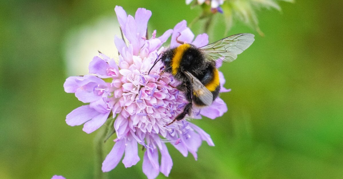 A bumblebee on a purple flower