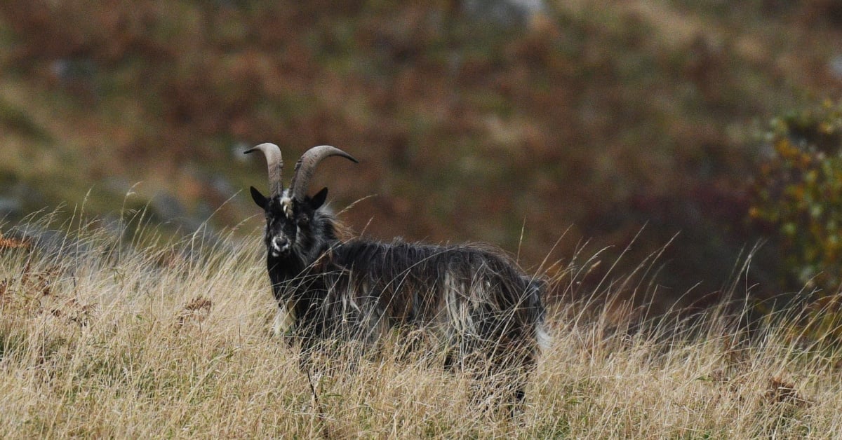 A dark-coloured goat stands against a brown and tan backdrop of a fell, facing left. Credit: Sampurna Roychoudhury