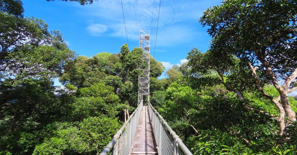 A bridge over the canopy in the Green Jewel of Brunei: Ulu Temburong National Park, Brunei.