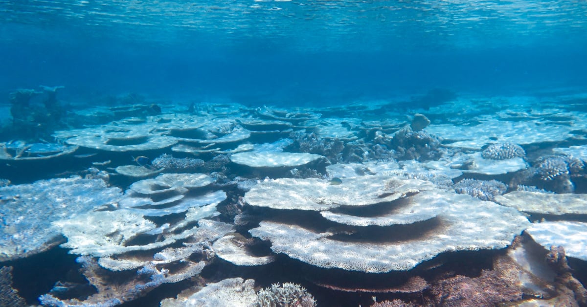 Mass coral bleaching of Acropora corals in the Indian Ocean during the 2016 marine heatwave that led to mass coral mortality. Photo: Stephen Bergacker.