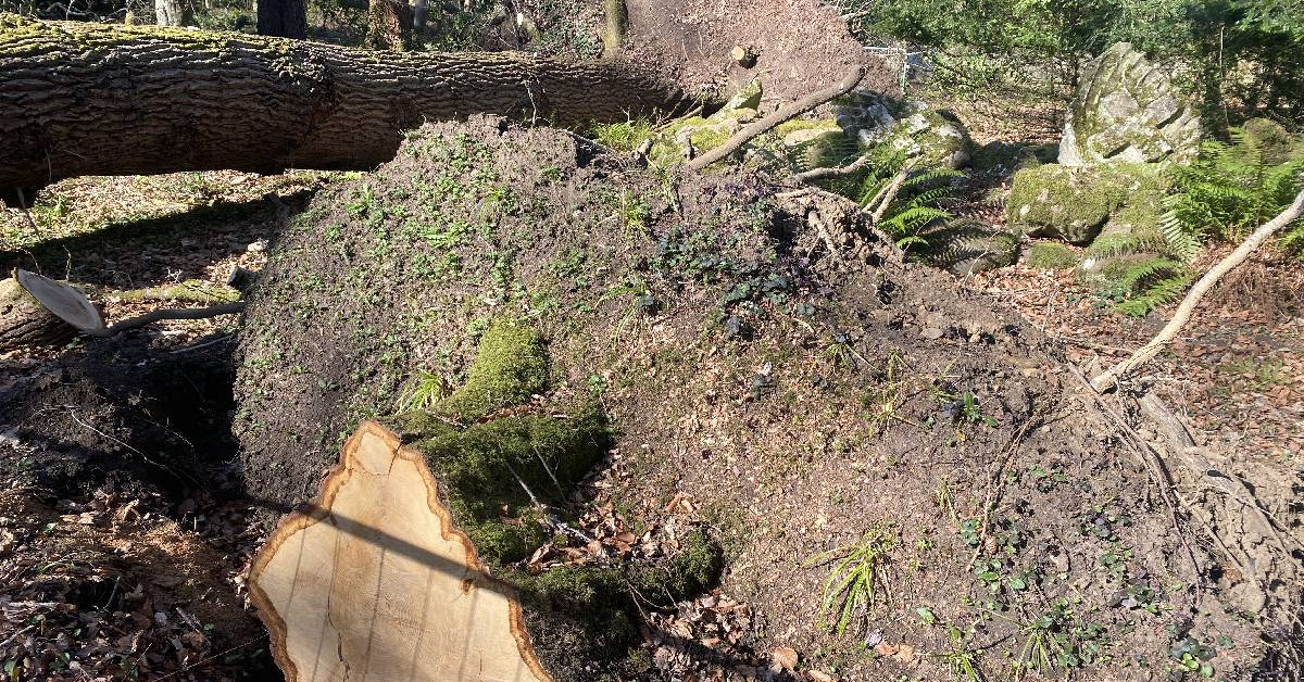 Fallen oak trees on the forest floor.