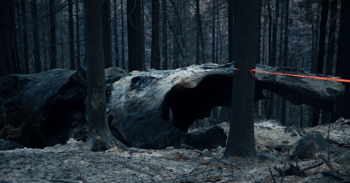 A fallen tree, charred as a result of forest fires.