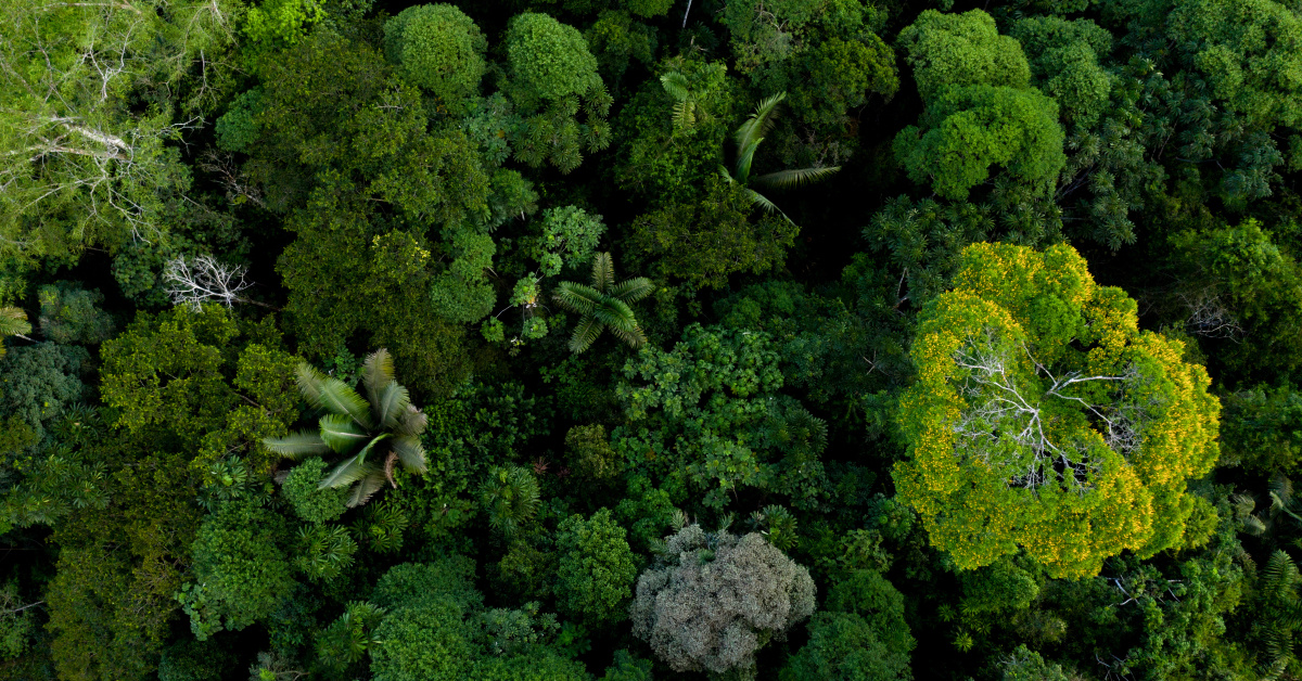 A tropical forest canopy, as taken from above.