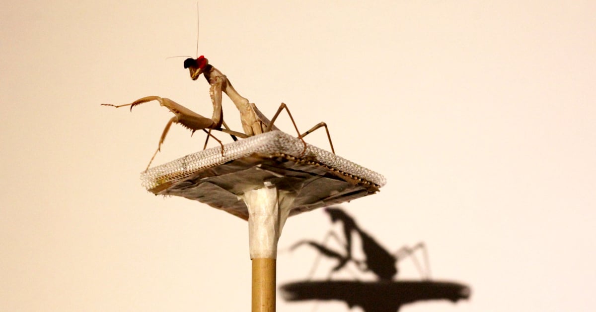 A praying mantis stands on a platform with its shadow cast behind it. Credit: Newcastle University.