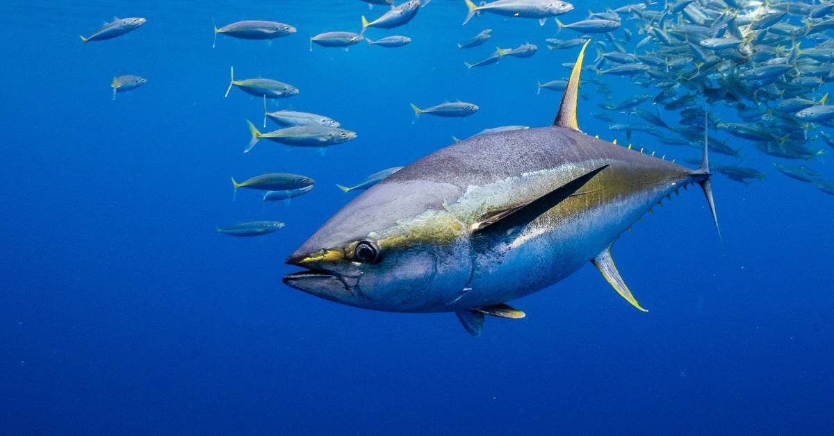 Image shows a yellow-fin tuna swimming in the sea