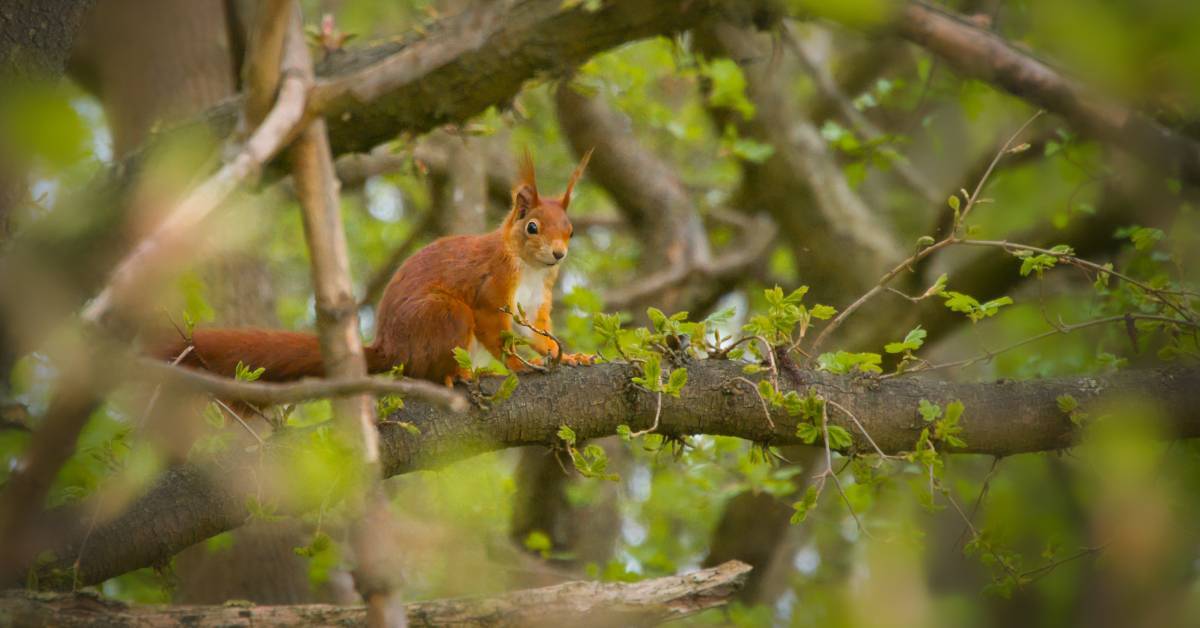 image shows a red squirrel sitting in a tree
