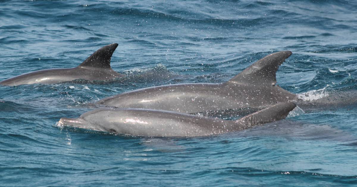 Image shows a pod of dolphins coming to the surface of the sea near Zanzibar