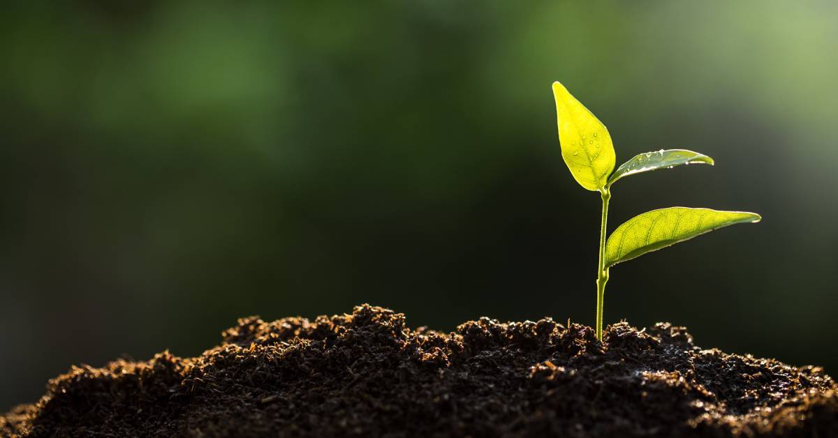 a sapling sprouts from the earth