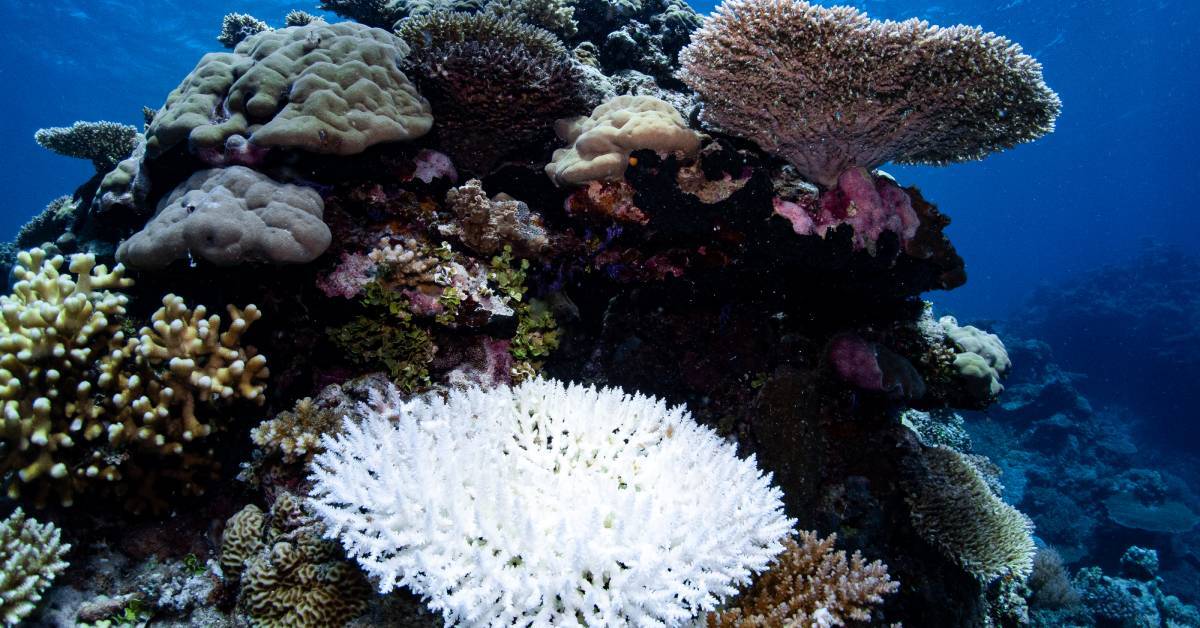 Image shows recently dead corals on a reef in Palau