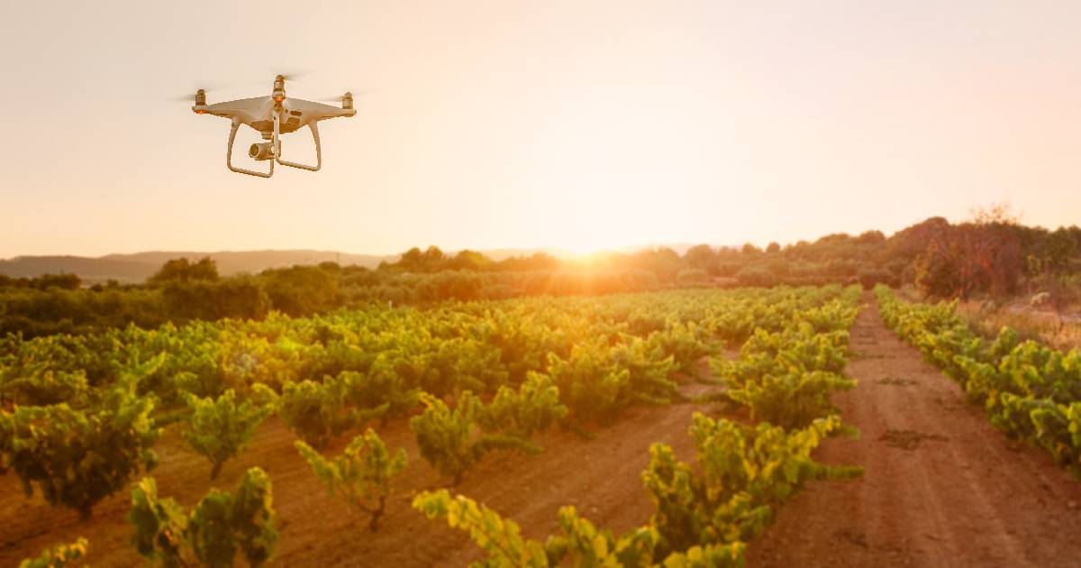 Drone flying over crops 