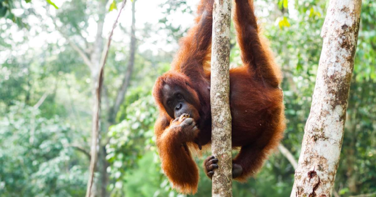 Image of an orangutan