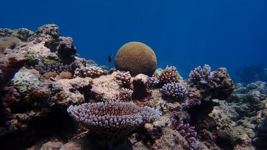 Palau coral reef