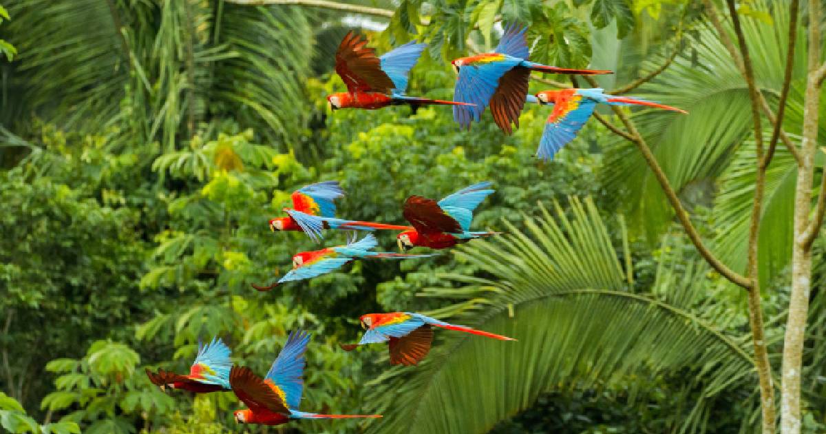 Parrots flying in a jungle