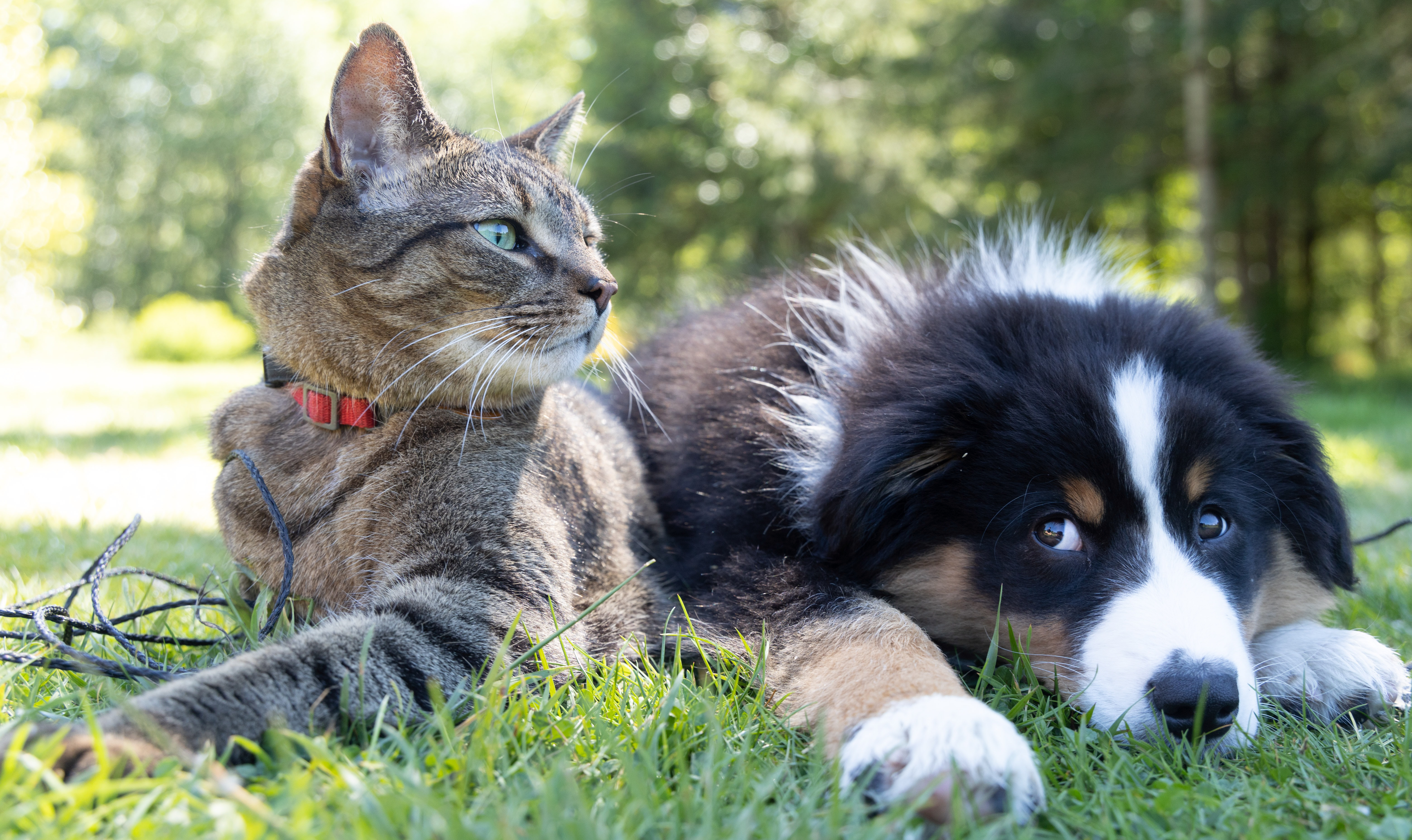  pet cat and dog rest on the grass