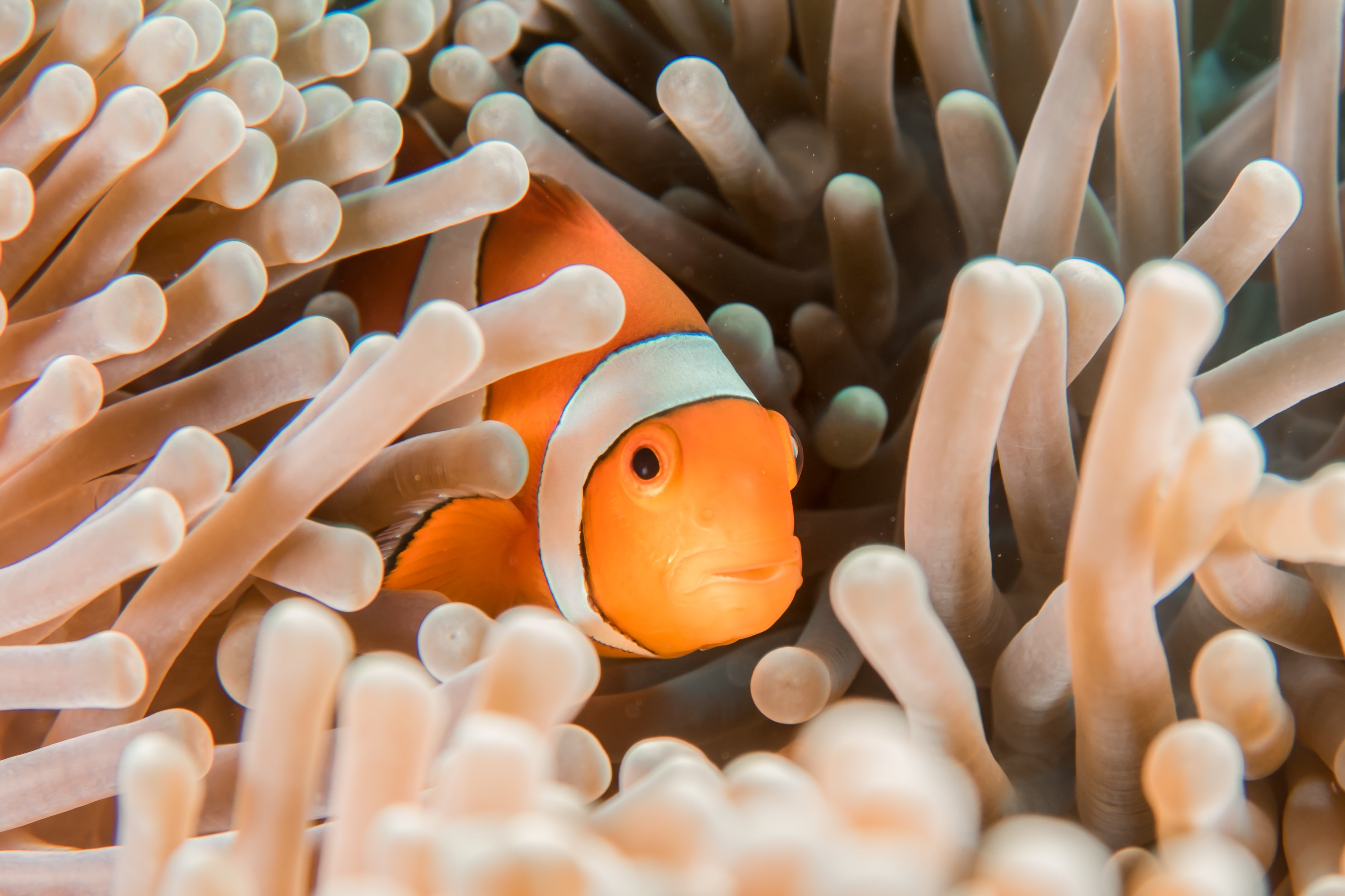 II. The Mutualistic Relationship between Clownfish and Anemones